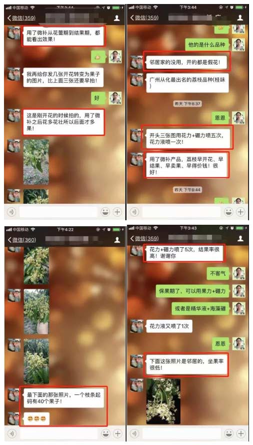 荔枝園連年高產(chǎn)，秘訣在這里