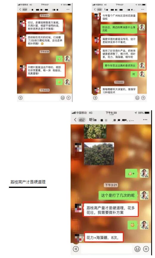 荔枝園連年高產(chǎn)，秘訣在這里