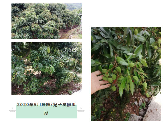 荔枝園連年高產(chǎn)，秘訣在這里