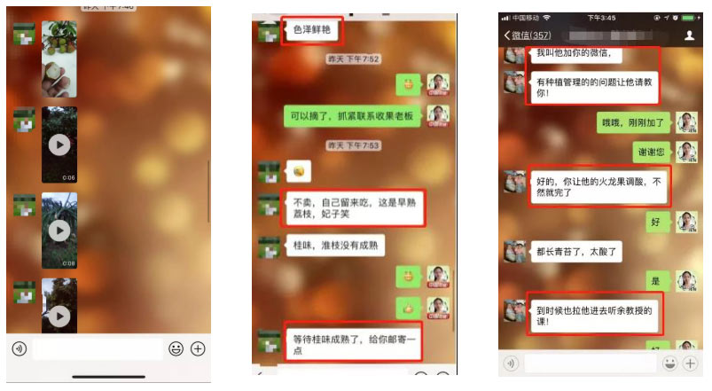 荔枝園連年高產(chǎn)，秘訣在這里