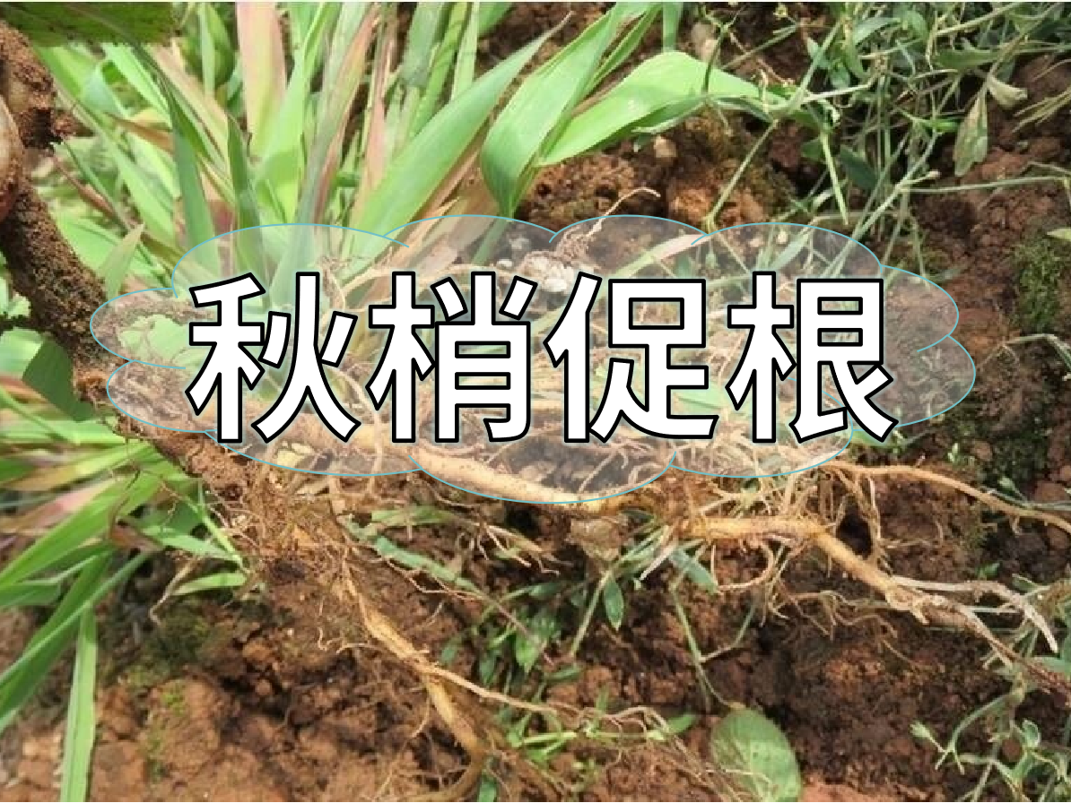 秋季促梢壯梢忙，<i style='color:red'>促根</i>養(yǎng)根才是第一步