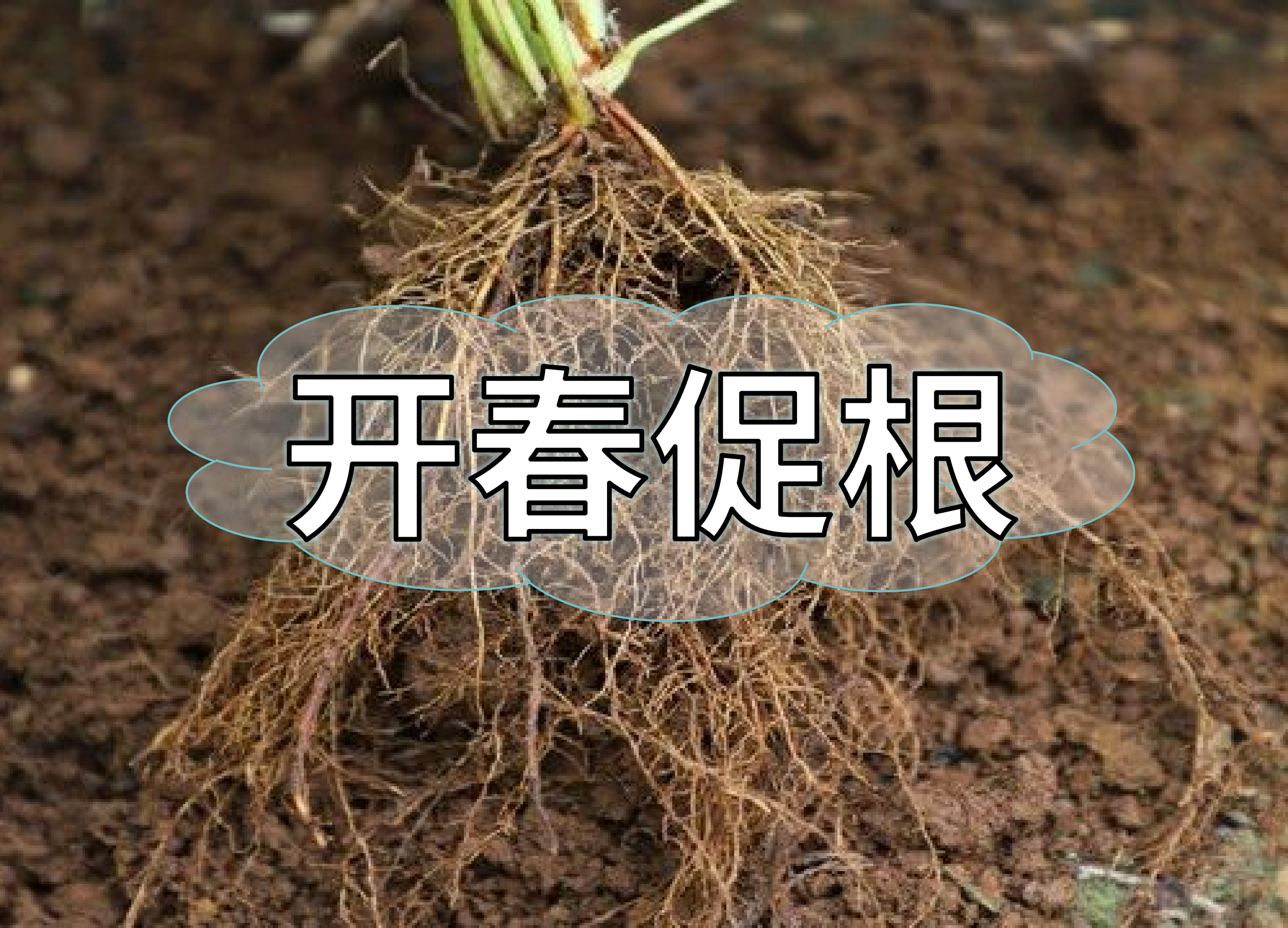 一年之計在于春，作物促根要認(rèn)真